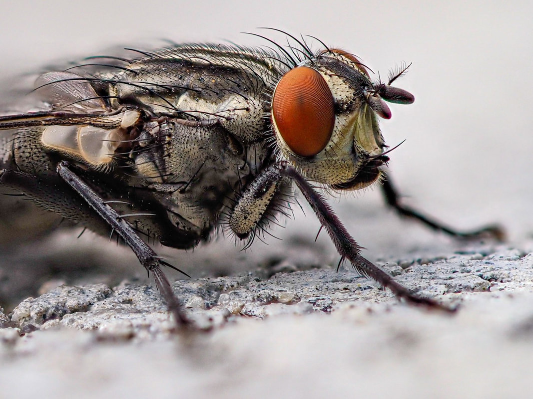 The Fly That Saved America Debating 101